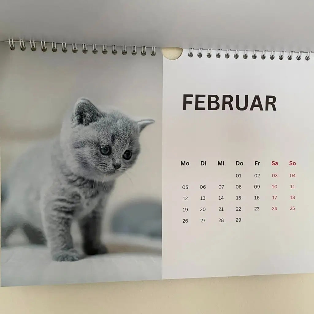 2024 Wandkalender mit Baby-Katzen Bildern – Exklusiver